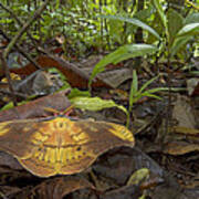 Silk Moth Amid Leaf Litter Costa Rica Art Print