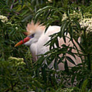 Sleepy Egret In Elderberry Art Print