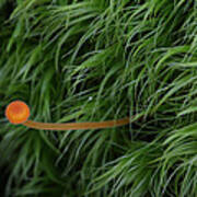 Small Orange Mushroom In Moss Art Print