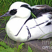 Smew Art Print