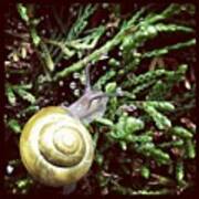 Snail On A Hedge... Those Water Art Print