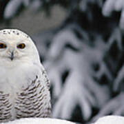 Snowy Owl Nyctea Scandiaca Camouflaged Art Print