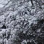 Snowy Winter Branches Art Print