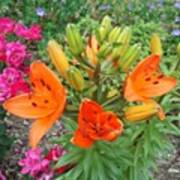 #sooc #orange #lilies #flowers #garden Art Print