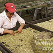 Sorting Coffee Beans Nicaragua Art Print