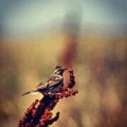 #sparrow Sparrowing In Art Print
