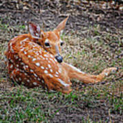 Spring Fawn Art Print