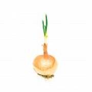 Sprouting Onion Art Print