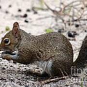 Squirrel Eating Nuts Art Print