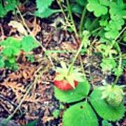 #strawberry #strawberries #garden Art Print