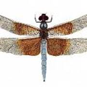 Study Of A Female Widow Skimmer Dragonfly Art Print