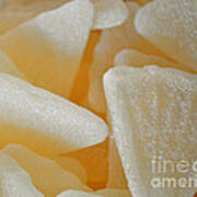 Sugary Grapefruit Slices Art Print