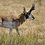 Summer Pronghorn Rain Art Print