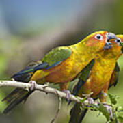 Sun Parakeet Pair Feeding On Leaves Art Print