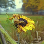 Sunflower At Summers End Art Print