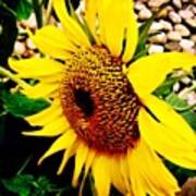 #sunflower #flower #sun #yellow #green Art Print