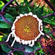 Sunflower That Escaped The Fence Art Print