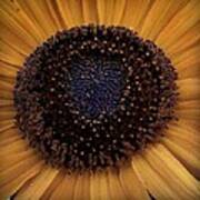 Sunflower Art Print