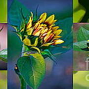 Sunflower Trilogy Art Print