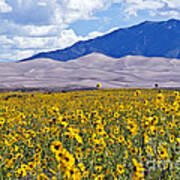 Sunflowers On The Great Sand Dunes Art Print