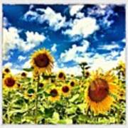 Sunflowers! Art Print