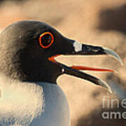 Swallow-tailed Gull Art Print