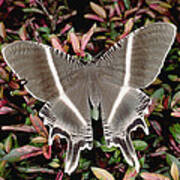 Swallowtail Moth Lyssa Menoetius Art Print
