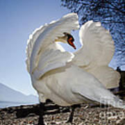 Swan In Backlight Art Print