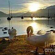 Swans In Sunset Art Print