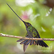 Sword-billed Hummingbird Art Print