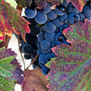 Syrah Grapes With Autumn Leaves Art Print