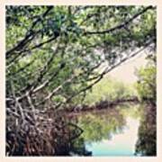 The Everglades #water #trees #swamp Art Print