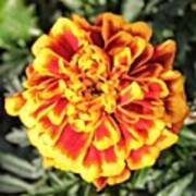 The French Marigold Art Print