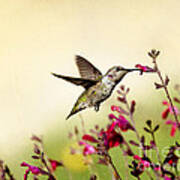 The Tempest Hummingbird Art Print