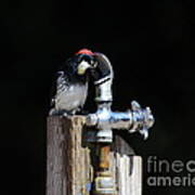 Thirsty Woodpecker . 40d9079 Art Print