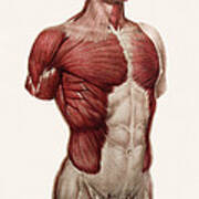 Thoracic And Abdominal Muscle Art Print