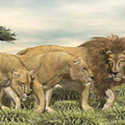 Three African Lions Art Print
