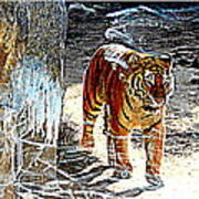 Tiger-2 Art Print