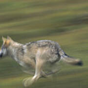 Timber Wolf Canis Lupus Running Art Print