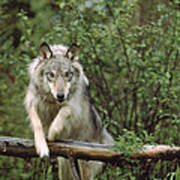 Timber Wolf Leaping Over Fallen Log Art Print