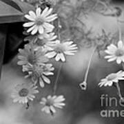 Tiny Flowers In Black And White Art Print