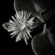 Tiny Ice Plant In Black And White Art Print