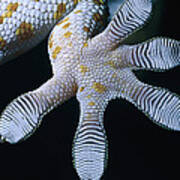 Tokay Gecko Foot Art Print