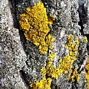 #tree #lichen Art Print