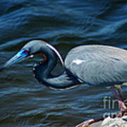 Tricolored Heron Art Print