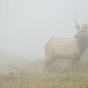 Tule Elk Bull In Fog Point Reyes Art Print