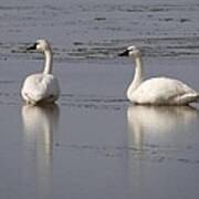 Tundra Swans Art Print