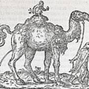 Urinating Camel, 16th Century Artwork Art Print