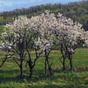 Valley Plum Thicket Art Print