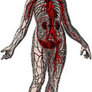 Vascular System Art Print